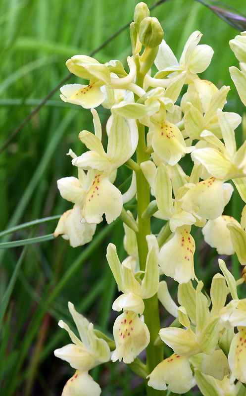 Vesseaux (Ardèche),<br />29 avril 2013